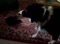videos de Freckles the dog