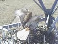 Ferruginous Hawk Raptorcam prey delivery