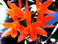 Videoclipe da música Lágrimas de Hugo César dos Santos com imagens de Orquídeas e outras Flores cultivadas em Blumenau - SC