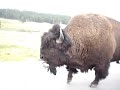 Buffalo snort