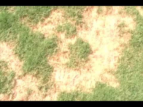 how to apply liquid weed n feed