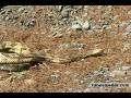 videos de Snakes of PA: Timber Rattlesnake - timesleader.com
