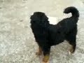 Magoo Bernese mountain dog Magoo Bernese mountain dog