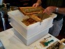 Wilder Honey Harvest Oct 2008