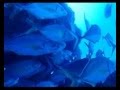 Baja de los bocarones en La Restinga, Isla El Hierro