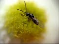 parasitoid wasp with mite