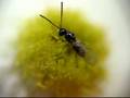 parasitoid wasp with mite