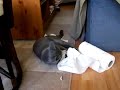 Archie
