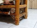 cutie puppies playing! love 'em