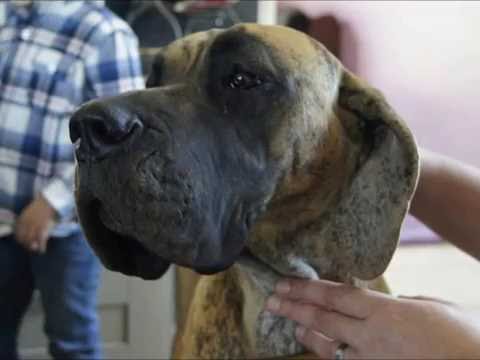 dogue allemand
