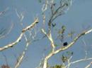 Amazing Costa Rican Bird