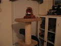 Boomba The Tabby Cat Plays With A Tiger Toy Boomba The Tabby Cat Plays With A Tiger Toy