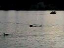 lofa-swimming.html