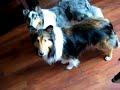 Sheltie Christmas Day Toys Sheltie Christmas Day Toys