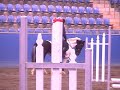 showjumping SIEC 40cm