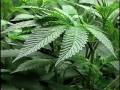 medical marijuana cultivation 101: part 1 of 2