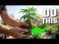 Medical Marijuana Cultivation 101: part 1 of 2