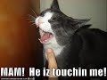 very funny cats 8