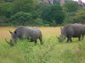 Nashorn