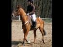 concours cheval
