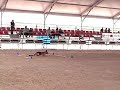 Prueba Obediencia Grado B   Dani-Flecha