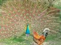 peacock flashing a rooster