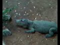 take a tour of mysore zoo with me take a tour of mysore zoo with me
