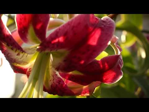 how to transplant oriental lilies