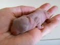 A few very early clips of Inga's young quintuplets aged just 15 hours.  Read more about the young family at: http://furrymob.livejournal.com from 1 August 2007.
