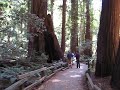 Red Woods At Muir Woods National Monument