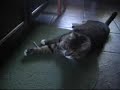Q-Tip Cat Q-Tip Cat