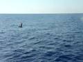 DELFINI 1