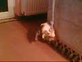 spielende katze