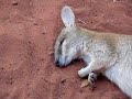 a wallaby during the REM sleep phase.. cute :)