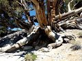 Ancient Bristlecone Pine Forest Ancient Bristlecone Pine Forest