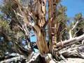 Ancient Bristlecone Pine Forest