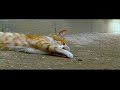 d-vice- sofian.mov
