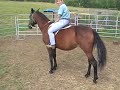 Rescue Standardbred Riding evaluation 1 Rescue Standardbred Riding evaluation 1