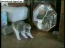 funny cats