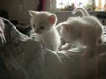 Kittens! 4