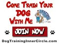 Dog Training Video -The Truth About Your Dog's Body Language