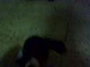 Freeky dog love cat
