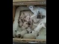 Siamese and Oriental Mother Cats