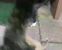 tbag-got-kittens.html