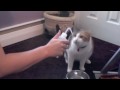 Kitty drinks water