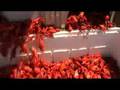 Isleton Crawdad Festival