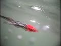 Monterey Salmon survey Trolling downriggers FBR tips tricks