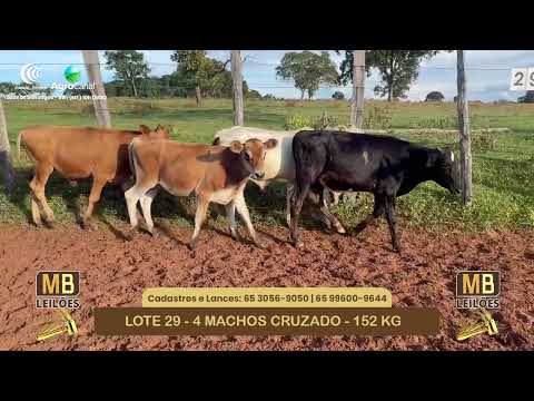 532� LEIL�O VIRTUAL MB LEIL�ES