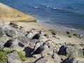 Beautiful Birds of Malibu Beach on California Coast