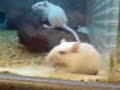 ratas locas
